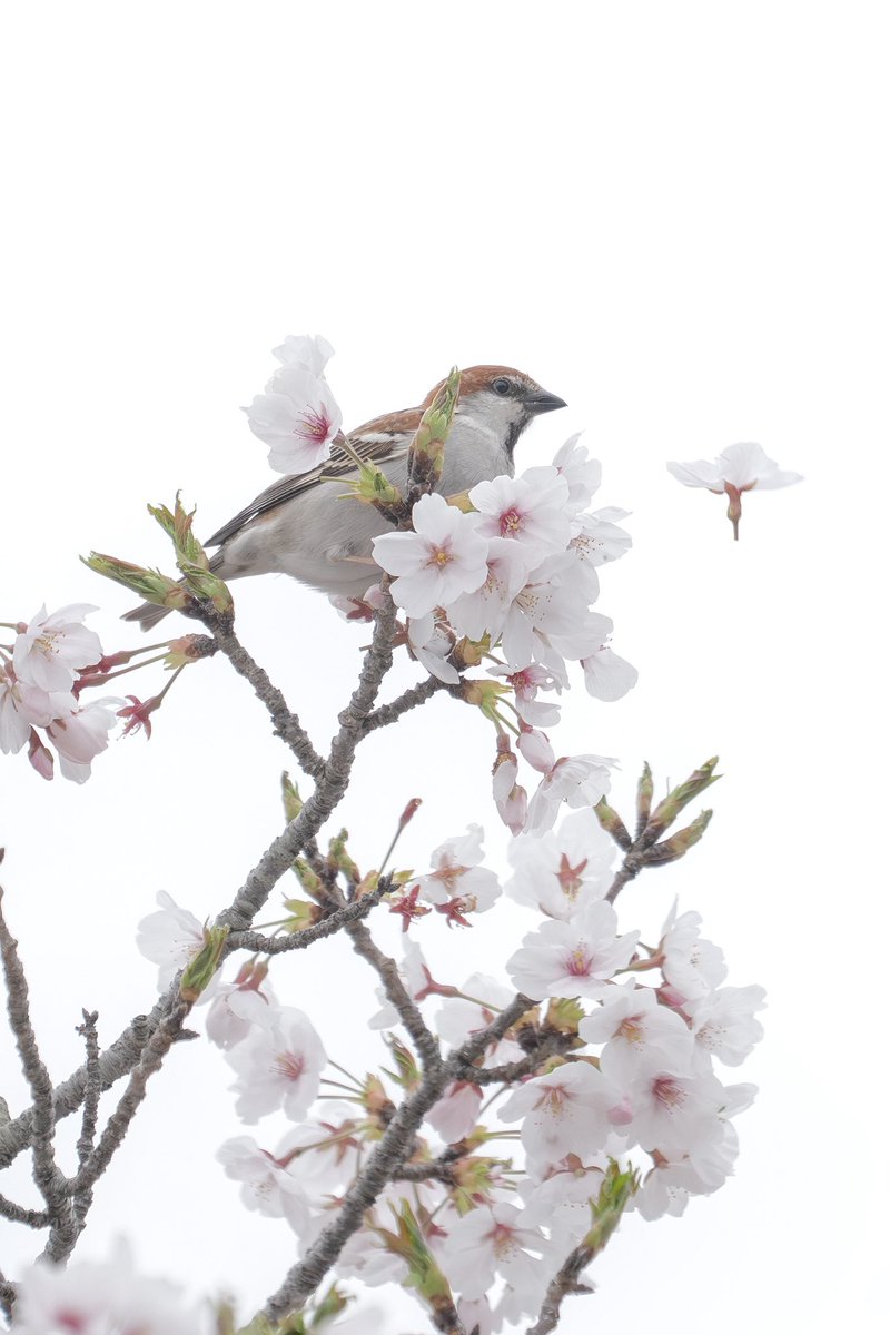 Japan_NatureW's tweet photo. #ニュウナイスズメ #cinnamonsparrow #russetsparrow  雄ばかりが花ラッパしてる。嘴が太くて舌が短いのか、メジロやヒヨドリみたいに柱頭を舐められないので、花の根元からちぎって蜜を食べてるとか🤔 #野鳥 #野鳥観察 #wildbird #birdwatching https://t.co/fDcTFrLIBL