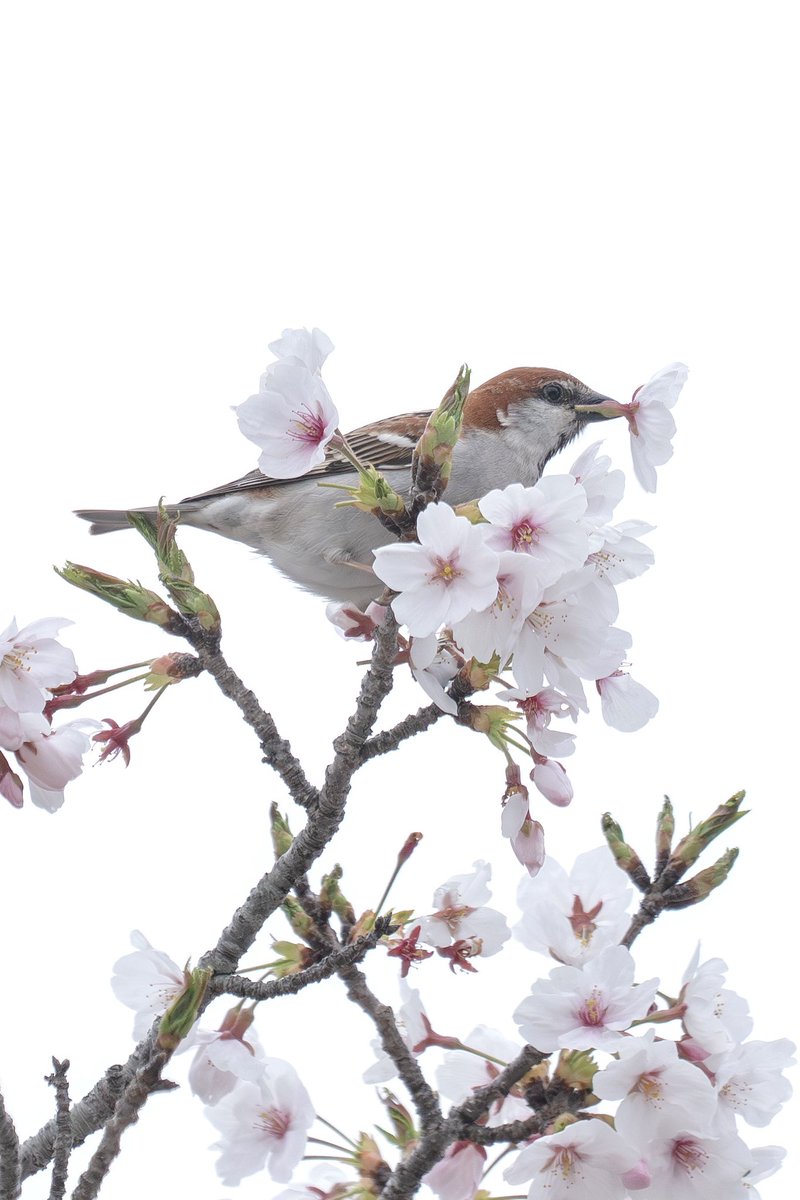 Japan_NatureW's tweet photo. #ニュウナイスズメ #cinnamonsparrow #russetsparrow  雄ばかりが花ラッパしてる。嘴が太くて舌が短いのか、メジロやヒヨドリみたいに柱頭を舐められないので、花の根元からちぎって蜜を食べてるとか🤔 #野鳥 #野鳥観察 #wildbird #birdwatching https://t.co/fDcTFrLIBL