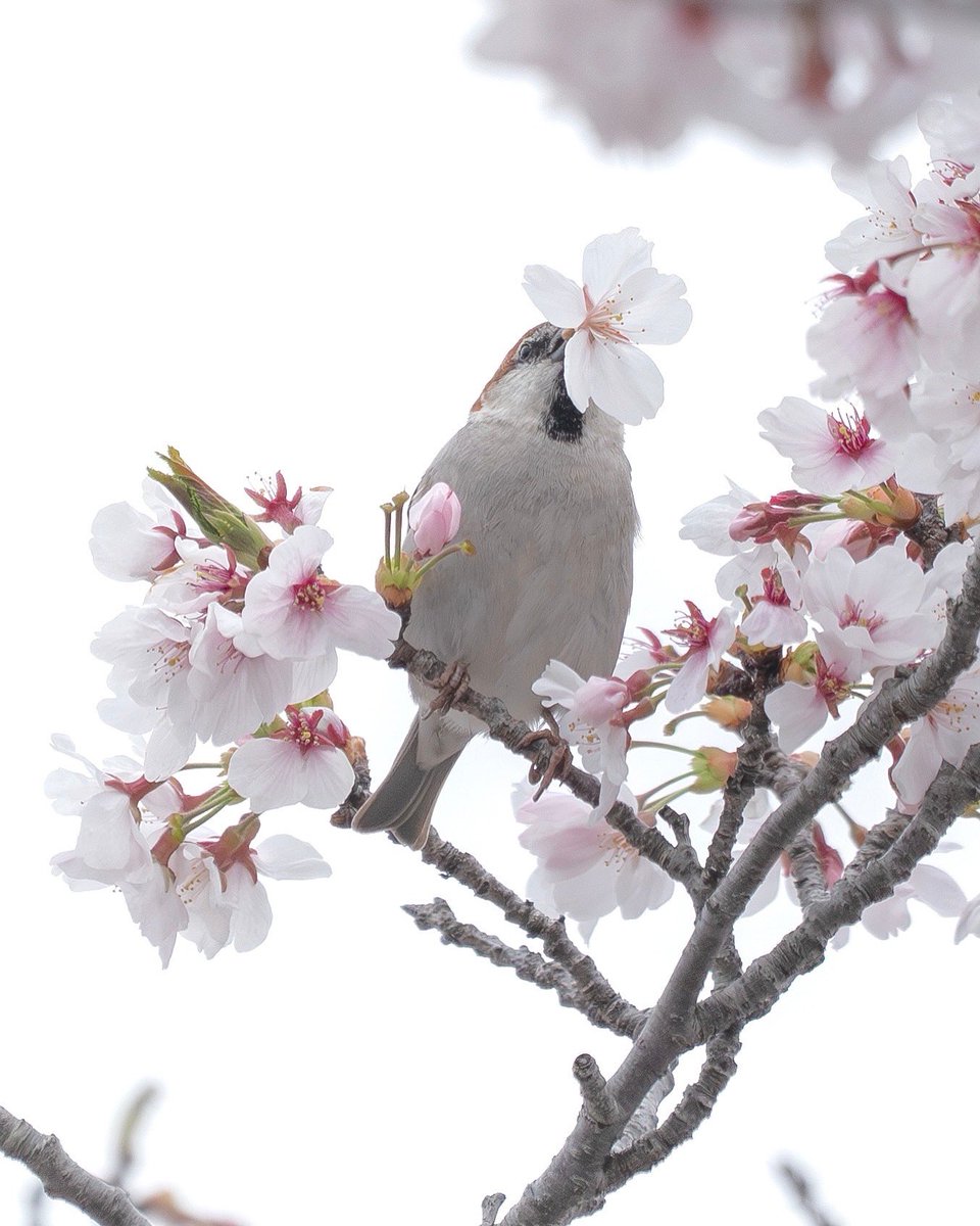 Japan_NatureW's tweet photo. #ニュウナイスズメ #cinnamonsparrow #russetsparrow  雄ばかりが花ラッパしてる。嘴が太くて舌が短いのか、メジロやヒヨドリみたいに柱頭を舐められないので、花の根元からちぎって蜜を食べてるとか🤔 #野鳥 #野鳥観察 #wildbird #birdwatching https://t.co/fDcTFrLIBL