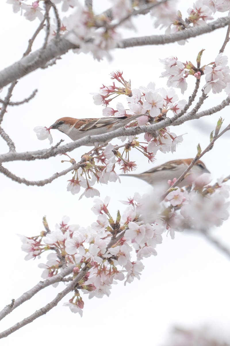 Japan_NatureW's tweet photo. #ニュウナイスズメ #cinnamonsparrow #russetsparrow  雄ばかりが花ラッパしてる。嘴が太くて舌が短いのか、メジロやヒヨドリみたいに柱頭を舐められないので、花の根元からちぎって蜜を食べてるとか🤔 #野鳥 #野鳥観察 #wildbird #birdwatching https://t.co/fDcTFrLIBL