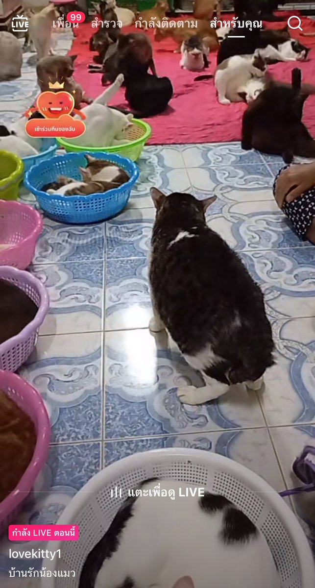 mormormorru's tweet photo. นิ่งจนคนคิดว่าเดินไม่ได้ แม่บอกเดินได้ๆๆ ดันตูดก็แล้ว ผลักก็แล้ว ไม่เดิน555555544444ไออ้วนเอ้ย https://t.co/qfTVtaylDR