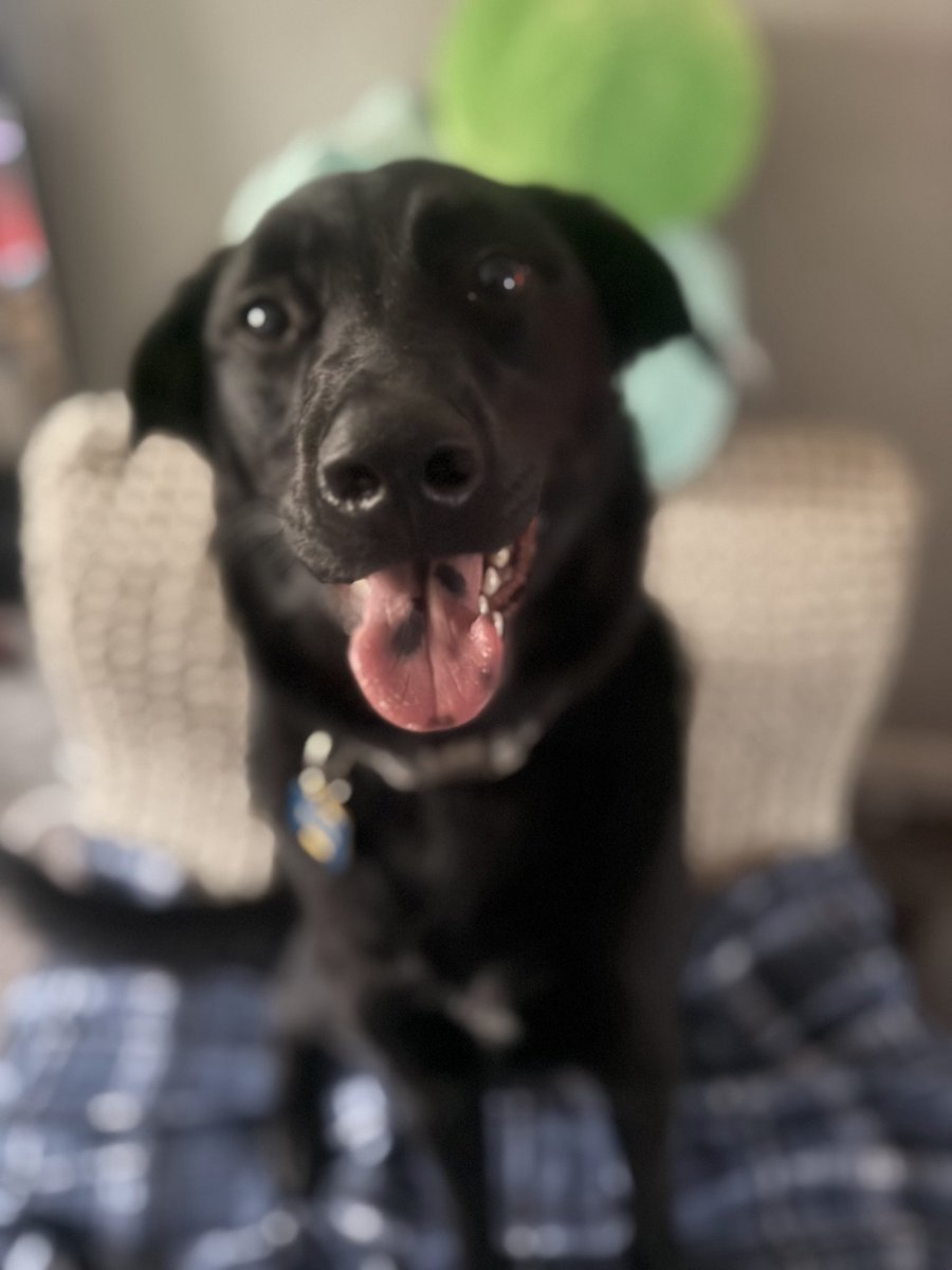 My baby #NationalPetDay