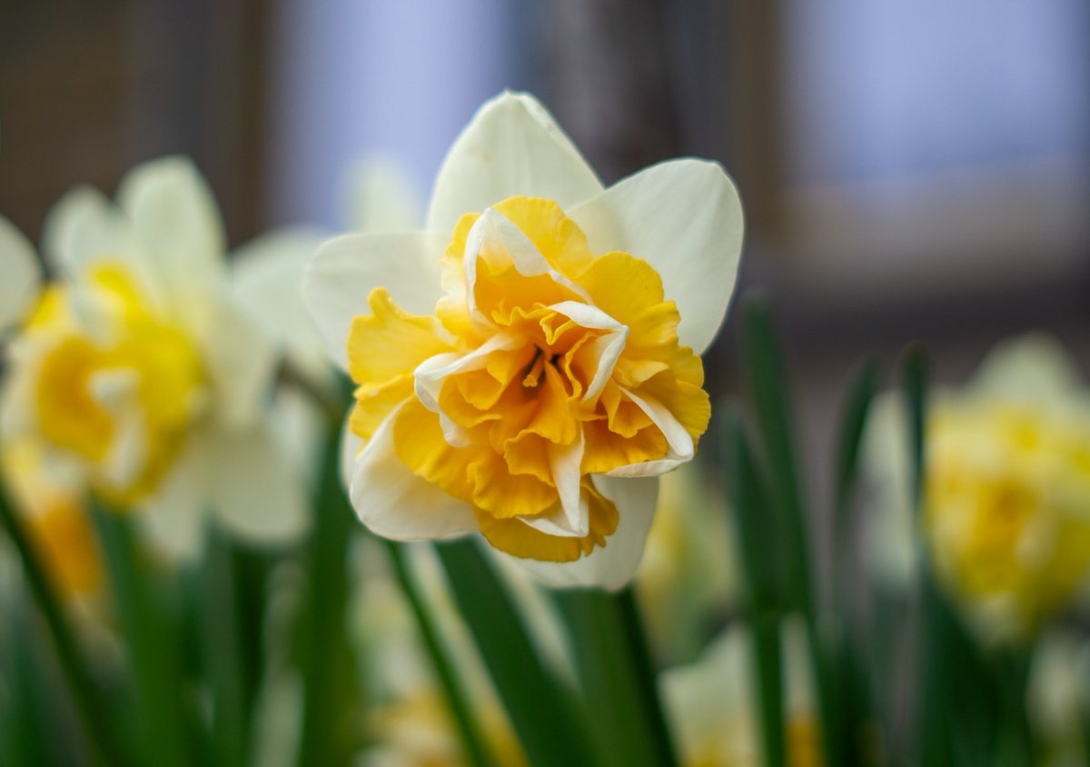 DorteHedengran's tweet photo. A beautiful flower on a beautiful day 🌼
#Denmark #SonyAlpha #streetphotography #April11th #photooftheday #FridayVibes #FridayMood #Friday #nature #daffodils
📸Dorte Hedengran https://t.co/ICmt3gVgrN