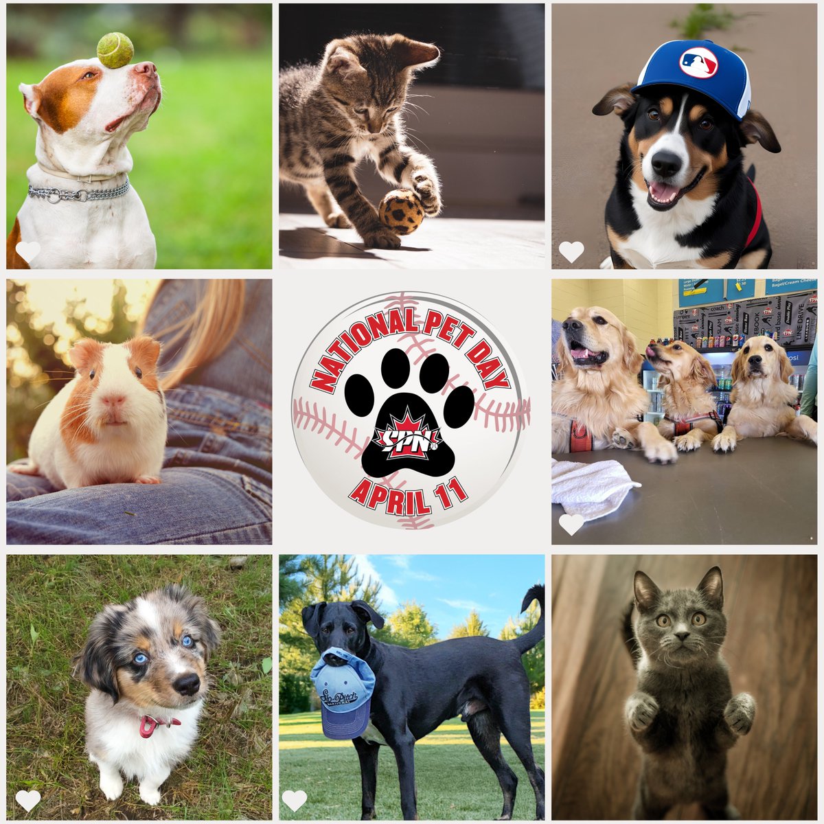 It’s National Pet Day  🐾🤎🥎

A day to celebrate our Fur-Ever friends.

Share with us pics of your team mascot.

#nationalpetday #teammascot #playslopitch #spnfamily #slopitchnational