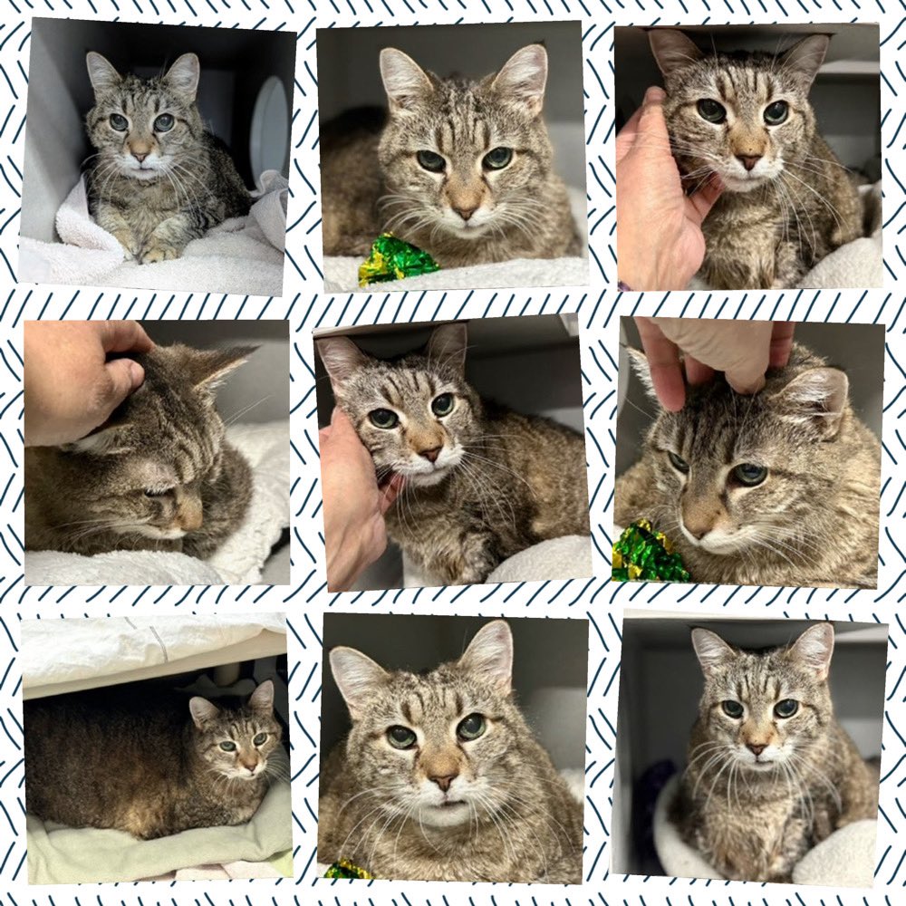Kimberlykokourt's tweet image. Beautiful #Squid Needs A Placement By Saturday April 12, 2025 By 12PM! Hello, my name is Squid. My animal id is #ID223853. I am a desexed female gray #tabby #cat at the #ManhattanACC. 14 Years Old! #CatsOfX #NYCACC #SeniorCat : Severe Dental Issues &amp;amp; Not Eating! Obese! RT #Donate