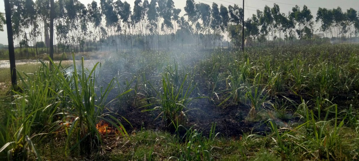 baghpat_fire's tweet photo. आज दिनांक-:11/04/2025 को जनपद बागपत के FSखेकडा क्षेत्रांतर्गत ग्राम पट्टी रामपुर मे ईंख के खेत मे लगी आग को फायर यूनिट खेकडा द्वारा कडी मशक्कत कर चारो ओर से घेरकर पूर्णरूप से बुझाया गया। https://t.co/JyupxBSs6Y