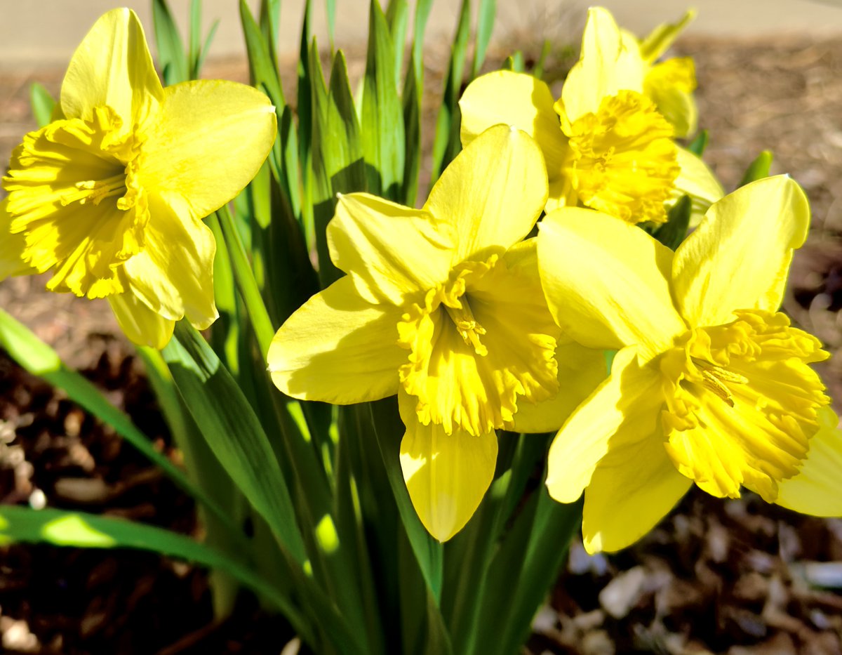 Jayneanjel's tweet image. Good morning☀️so happy to finally see this little burst of sunshine in my garden today.✨🌾🍃

#beautifulday #springjoy #daffodils #flowers 
#sunshine #happiness #gardenlove #beautifullife

Have a beautiful day💛💫