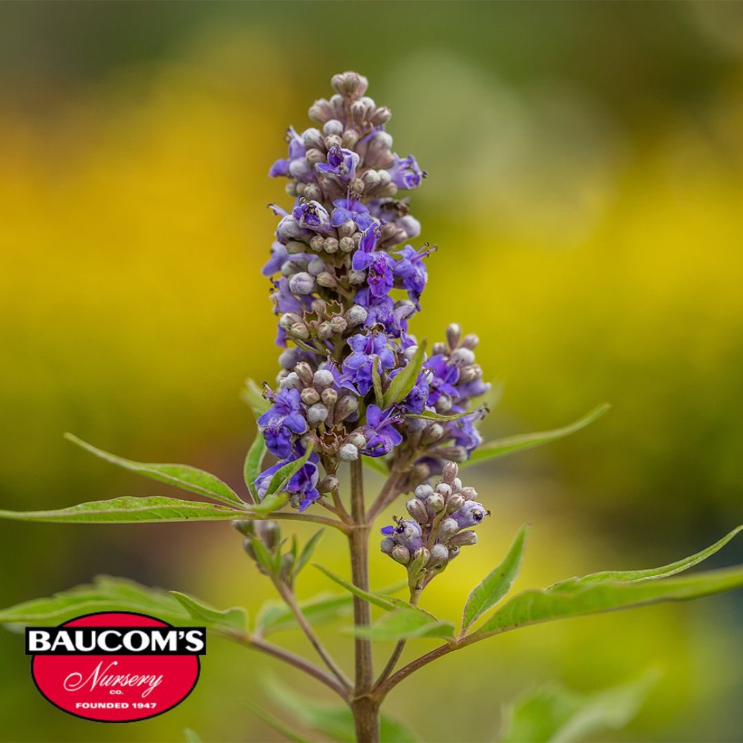 First Editions Vitex Available Now!
 
Visit us at baucomsnursery.com for all your WHOLESALE ONLY needs. 

#firsteditions #vitex #queenbee #violetmist #hydrangea #daisy #marigolds #begonias #annuals  #rose #verbena #palm #fuschia #hangingbaskets #plant #baucomsnursery