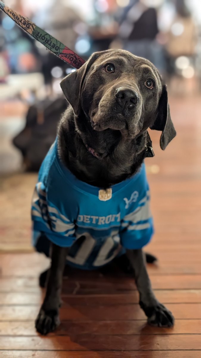 kaywhy4L's tweet photo. @Lions @petsuppliesplus Forward down the field!!!! #lions #NationalPetDay https://t.co/h7W15k3yCd
