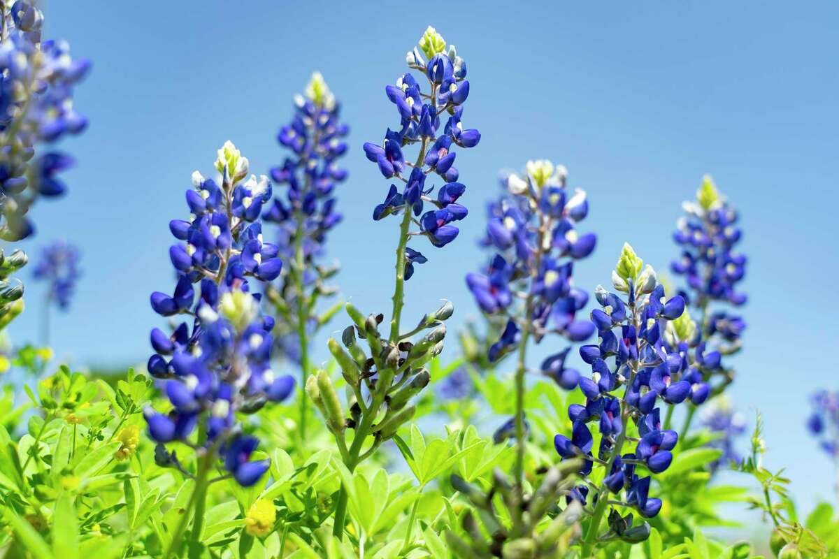 jostensyearbooks.com/?REF=A08345600… Publications@TMSPublications· 17m Yearbooks are in bloom so get your yearbooks today.
@Lady_Bobcats@TravisMSBobcats