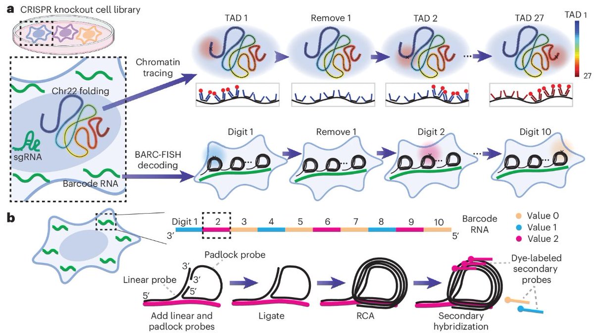 Nature Methods (@naturemethods) on Twitter photo Perturb-tracing integrates CRISPR screening with barcode readout and chromatin tracing for loss-of-function screens, facilitating the study of chromatin folding regulators.
<a href="/SStevenWang/">Siyuan (Steven) Wang</a> <a href="/YaleMed/">Yale School of Medicine</a> <a href="/Yale/">Yale University</a> <a href="/YaleGenetics/">Yale Department of Genetics</a> <a href="/YaleCellBio/">Yale Cell Biology</a>
nature.com/articles/s4159… Perturb-tracing integrates CRISPR screening with barcode readout and chromatin tracing for loss-of-function screens, facilitating the study of chromatin folding regulators.
<a href="/SStevenWang/">Siyuan (Steven) Wang</a> <a href="/YaleMed/">Yale School of Medicine</a> <a href="/Yale/">Yale University</a> <a href="/YaleGenetics/">Yale Department of Genetics</a> <a href="/YaleCellBio/">Yale Cell Biology</a>
nature.com/articles/s4159…