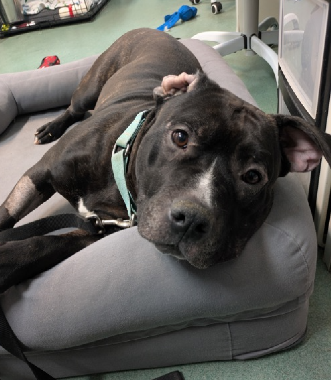 NMBewitched's tweet image. #SaveBart 
#NYCACC 
250 Days #LongStay 
Kill Listed for 4/12

Bart has a village behind his success but we need a #Foster 

You will have help for training, medical, daily needs 
Solo pet 
Will require a routine &amp;amp; time to decompress, brush up on manners

DM @CathyPolicky 
Bart😇