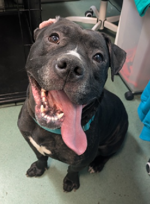 NMBewitched's tweet image. #SaveBart 
#NYCACC 
250 Days #LongStay 
Kill Listed for 4/12

Bart has a village behind his success but we need a #Foster 

You will have help for training, medical, daily needs 
Solo pet 
Will require a routine &amp;amp; time to decompress, brush up on manners

DM @CathyPolicky 
Bart😇