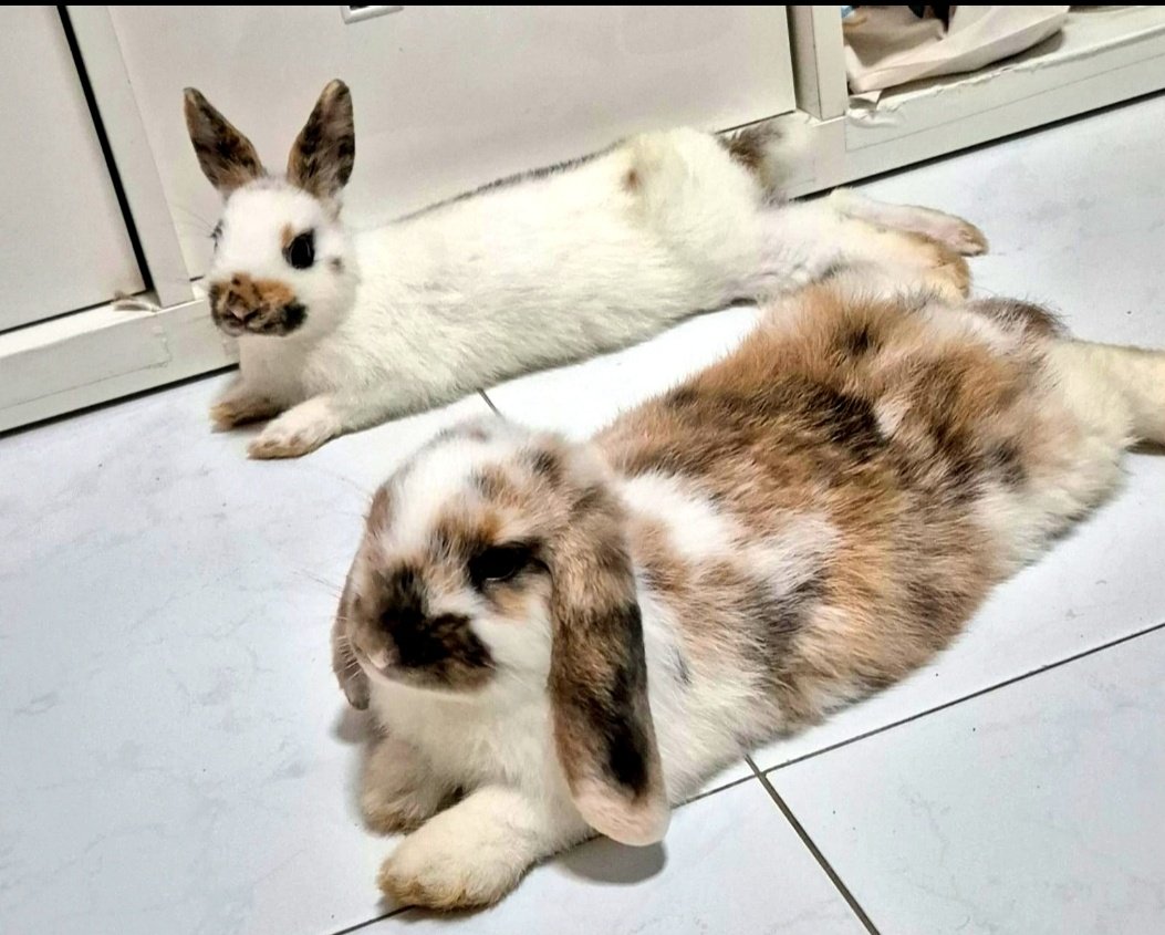 Curse鬼 tweet media