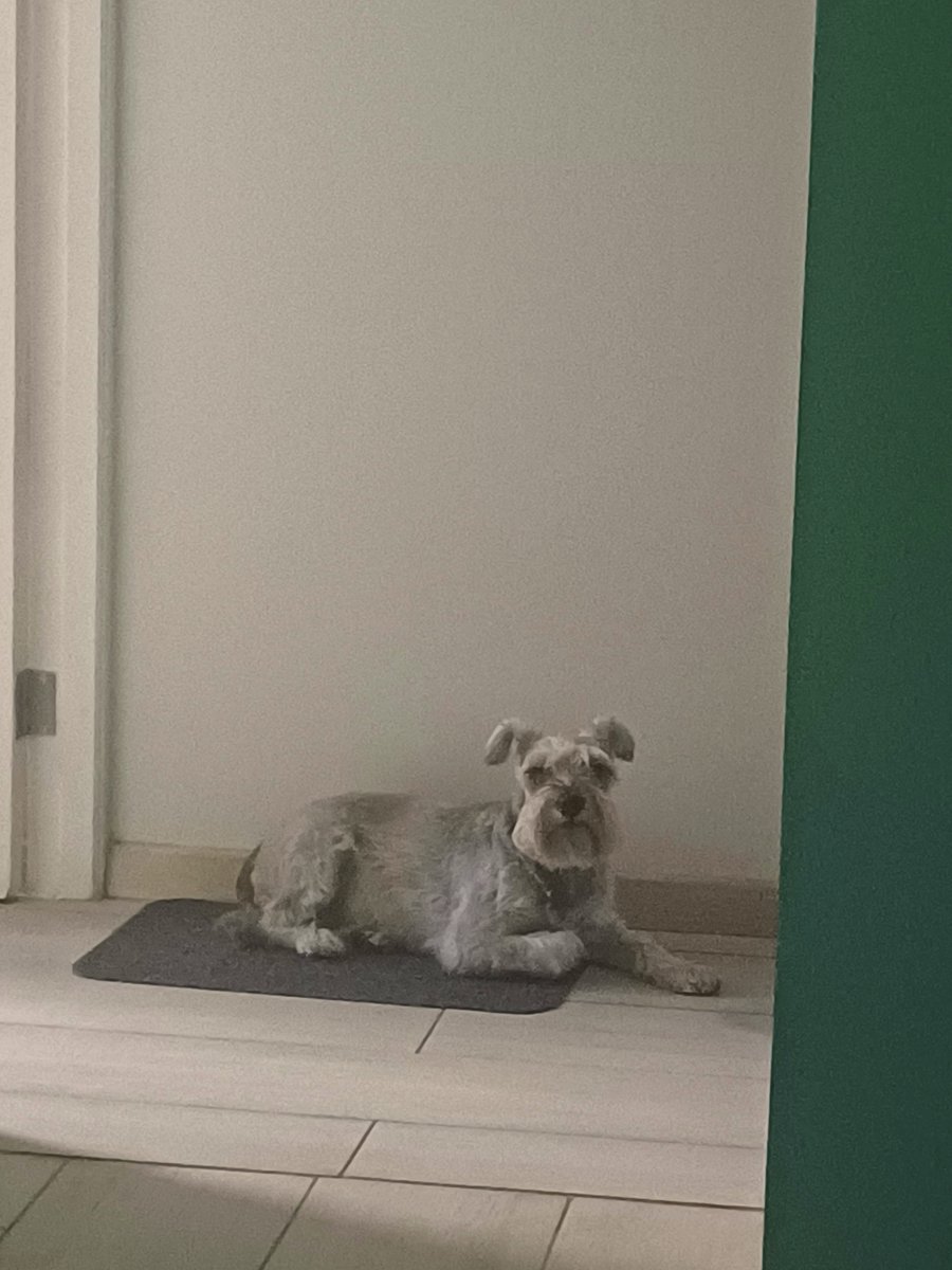 IBLInsider's tweet photo. 🚨IBL FINALS CASTER SPECULATION🚨

As the Season 4 finals encroach, rumors are spreading amongst players that the A-League Guest Caster is none other than Peru Dog. 

How they'll be able to break the language barrier is unclear, let's just hope they don't interrupt DigTV! https://t.co/wpYmrYaAZi