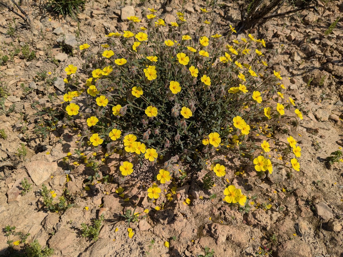 Esta semana hemos comenzado a muestrear la composición florística en áreas mediterráneas con incendios recurrentes. Las lluvias del pasado mes de marzo han dejado una floración muy intensa.