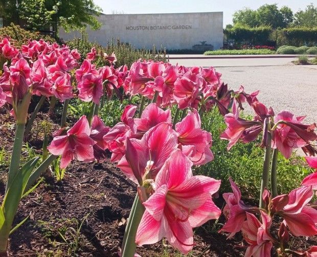 buzzmagazines's tweet photo. Happy Friday! There are tons of fun events happening around town this wkd. Highlights include @OrangeShow Houston Art Car Parade, @TheWoodlandsCVB Arts Festival, @CityofWestU Spring Festival, @houstonbotanic Flower Power Festival, more. #eventroundup https://t.co/ahSbZ1B7kv https://t.co/J5F0yujGPu
