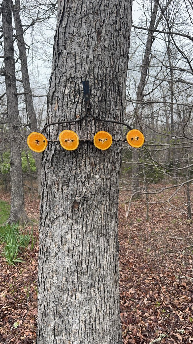 KurtBauche's tweet photo. Ready for the orioles to stop by! #notbaseball #Orioles #birdwatching https://t.co/07TYmfJSZb