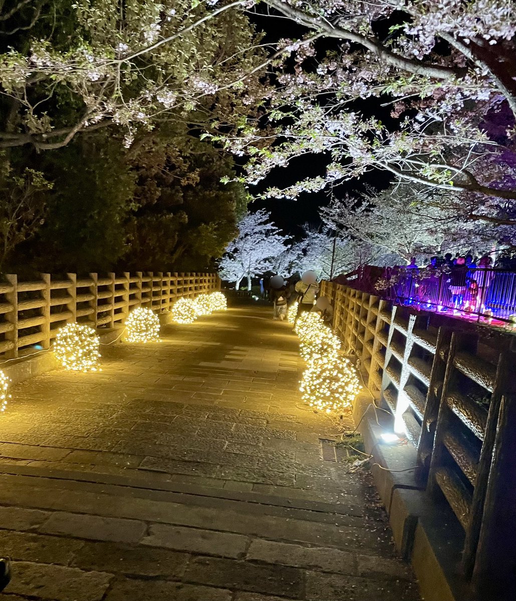 seikaitube's tweet photo. 本日も夜桜へ^ ^
毎年のことですが素敵でした！

#敦盛桜 
#須磨浦公園 https://t.co/fqhkKY5iR2