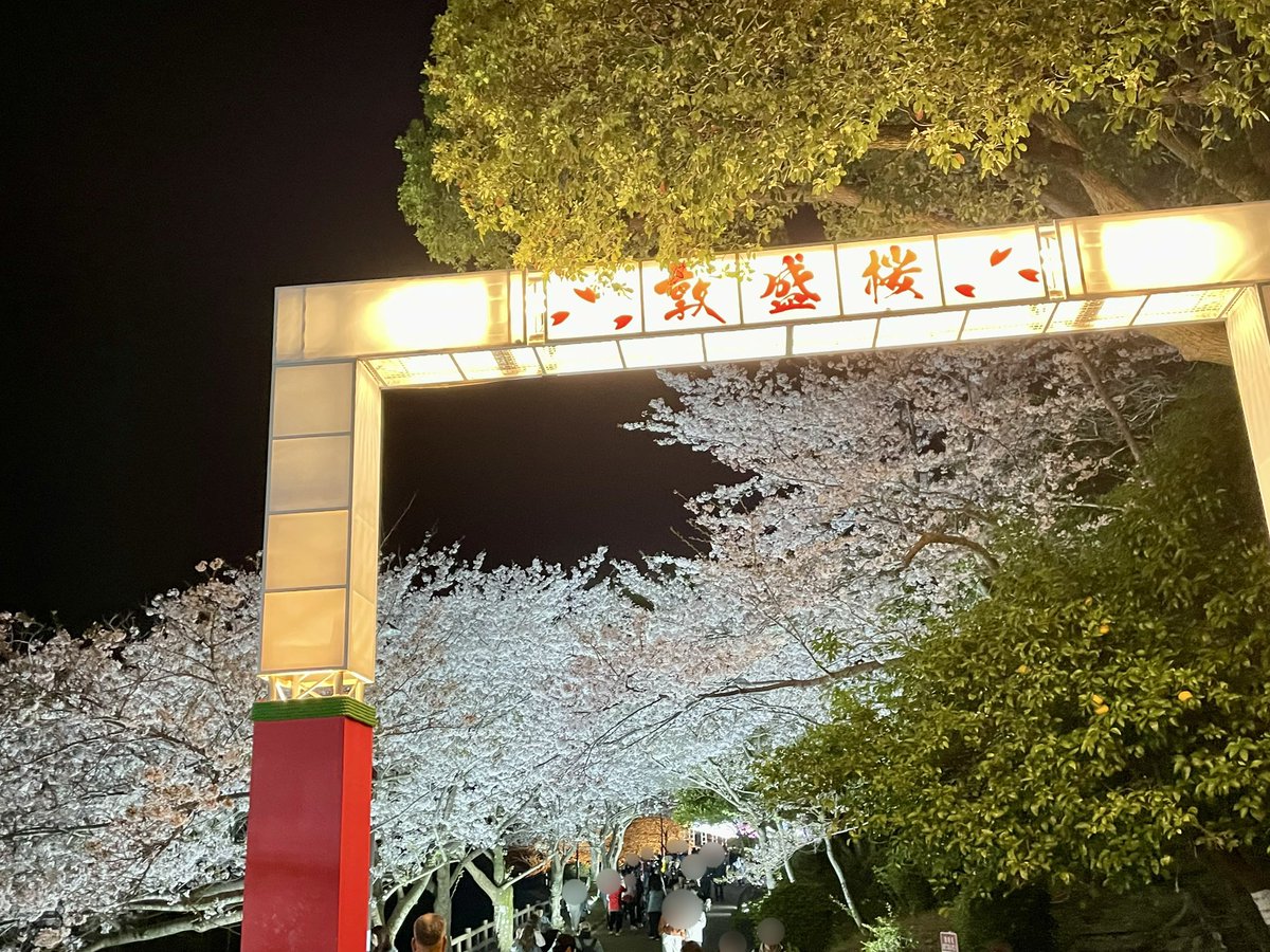 seikaitube's tweet photo. 本日も夜桜へ^ ^
毎年のことですが素敵でした！

#敦盛桜 
#須磨浦公園 https://t.co/fqhkKY5iR2