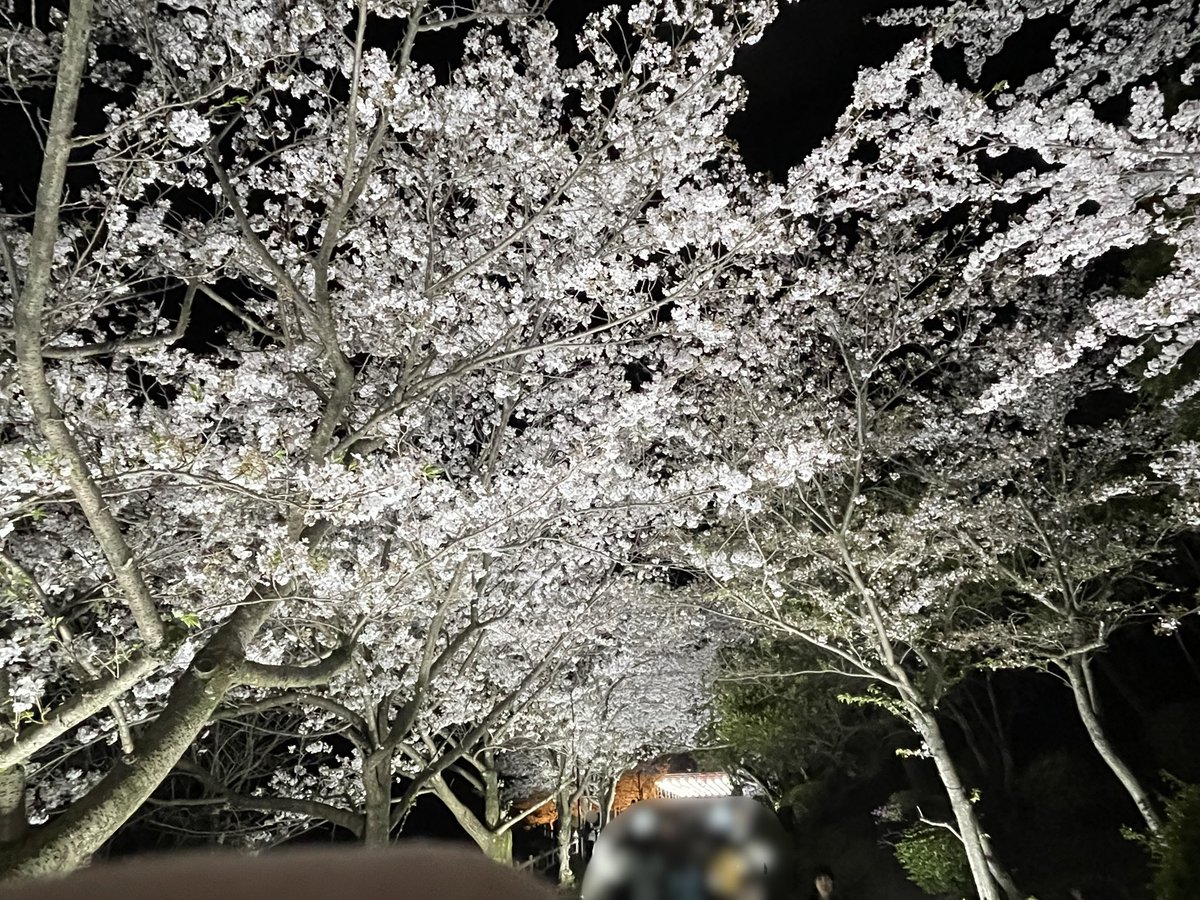 seikaitube's tweet photo. 本日も夜桜へ^ ^
毎年のことですが素敵でした！

#敦盛桜 
#須磨浦公園 https://t.co/fqhkKY5iR2