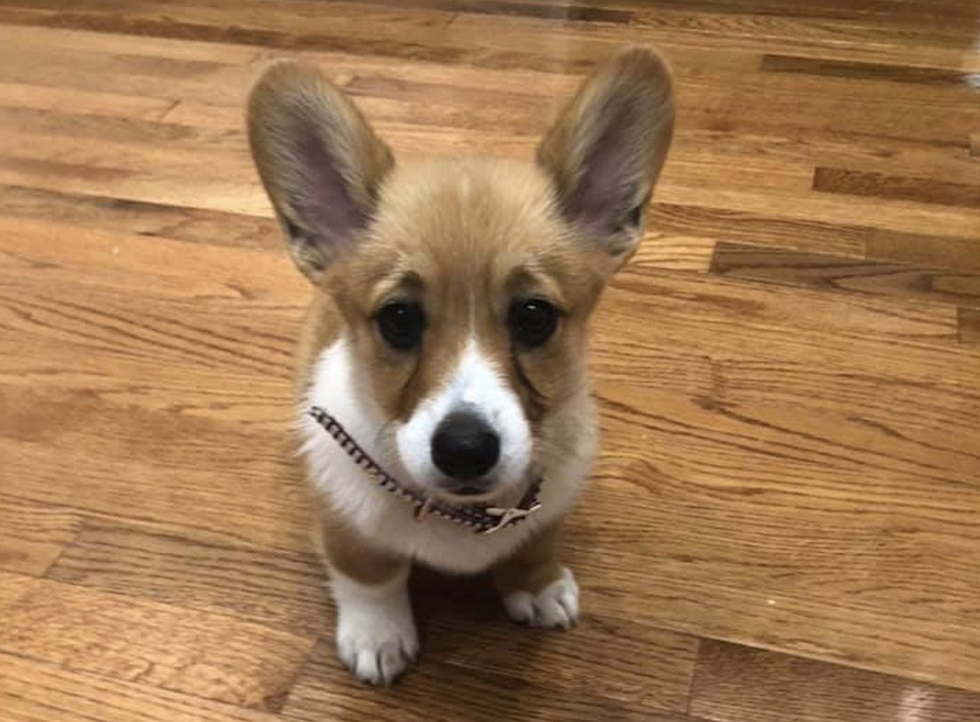 Difficult times. Lots of things to worry about. So here's a photo of my beloved Corgi. Say hello to Poppy and happy Friday