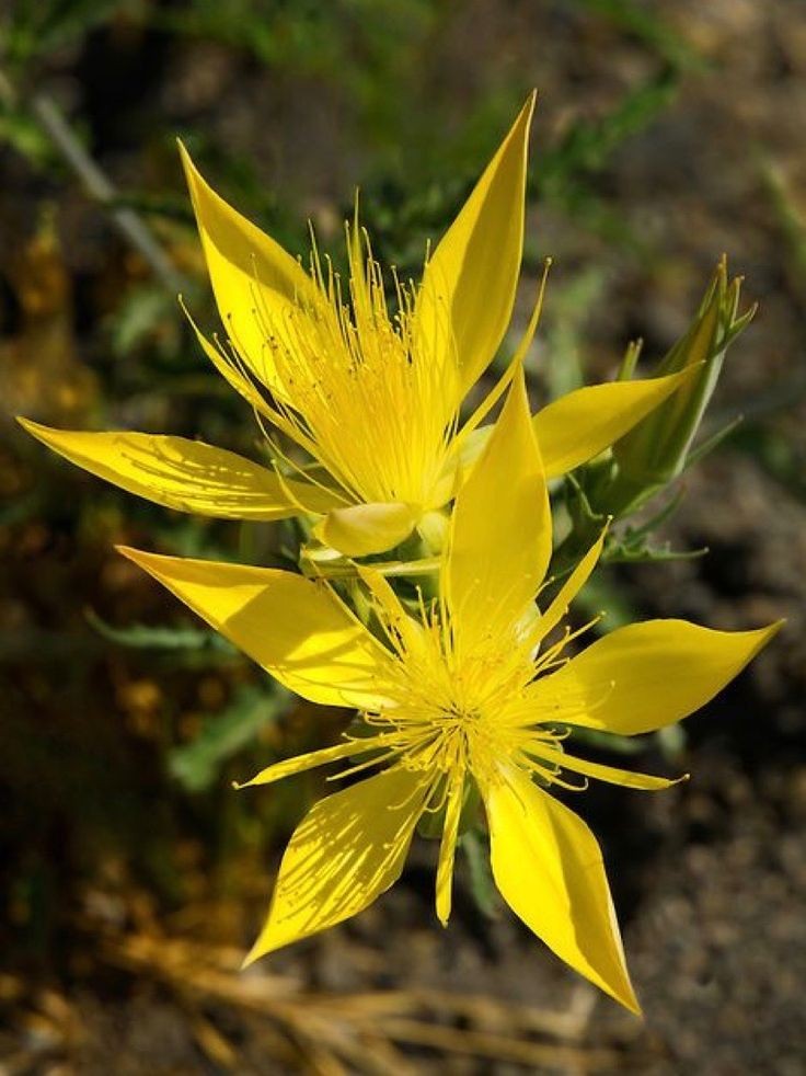 Naturepathway's tweet photo. Yellow St. John's Wort in bloom. #HypericumFlower #IndianPlants #YellowBloom https://t.co/S2MTGo0qty