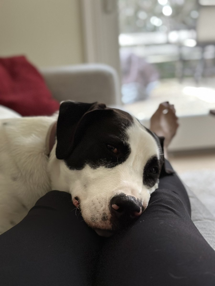 Tammie Souza Weather (@tammiesouza) on Twitter photo #HappyPetsDay #Tbone My big huggable pooch 🩷 #mansbestfriend🐶 Show your #furbabbies some love 💕 🐈 🐕 <a href="/CBSPhiladelphia/">CBS Philadelphia</a> #HappyPetsDay #Tbone My big huggable pooch 🩷 #mansbestfriend🐶 Show your #furbabbies some love 💕 🐈 🐕 <a href="/CBSPhiladelphia/">CBS Philadelphia</a>