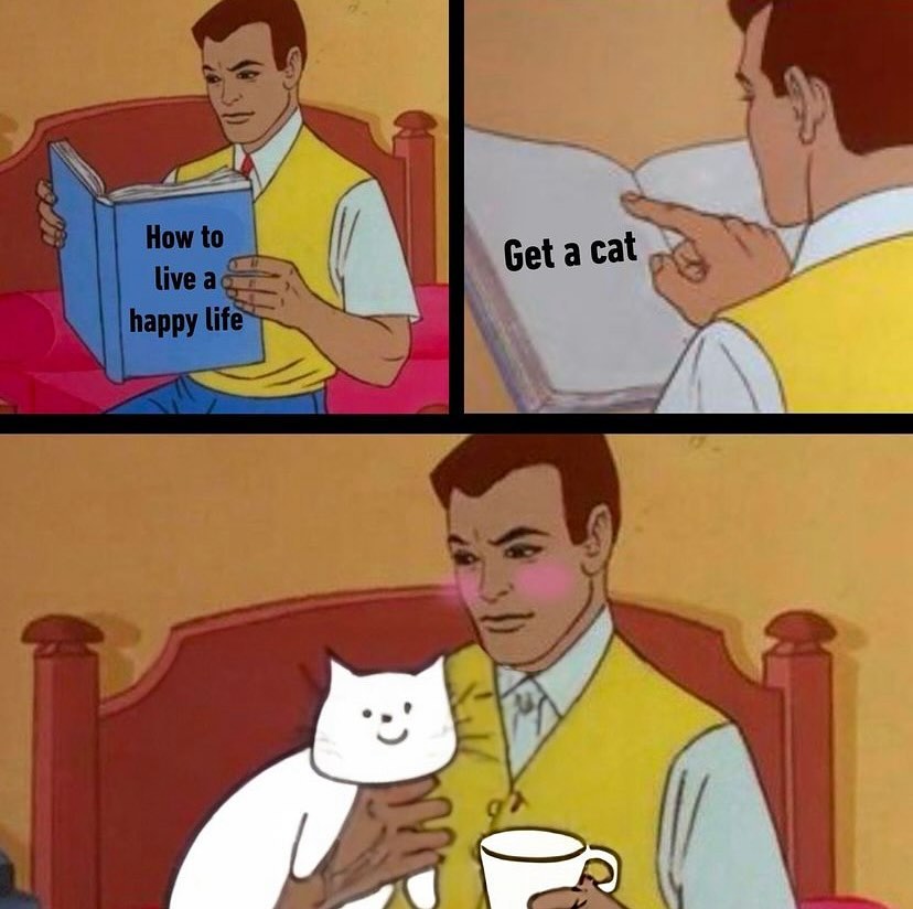 catsareblessing's tweet photo. https://t.co/GOU3yD9fC7