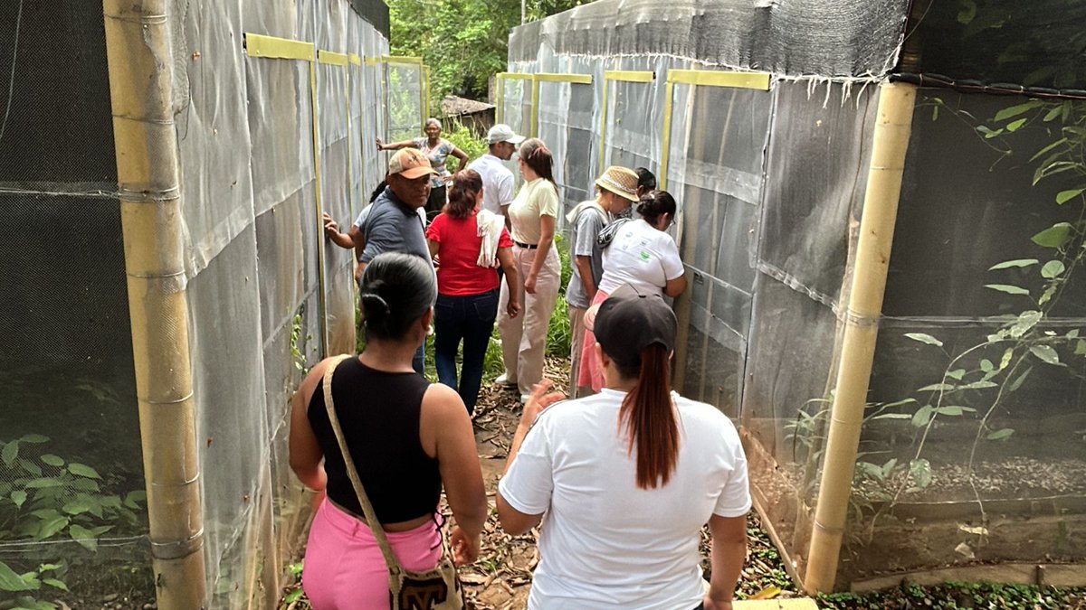 fconvida's tweet photo. 🦋 ¡Inicia la segunda fase de #BosquesConAlasdeYondó  
Las 70 familias del componente de zoocría de mariposas renuevan su compromiso con la conservación.
 Junto a #ASOPESCA avanzamos en formación, acuerdos y sostenibilidad. Gracias al apoyo de @Col_Sostenible1 y @fcolombiaenpaz https://t.co/bU13VN4Epb
