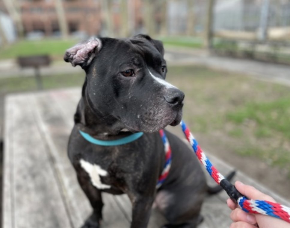 BeeDoDoobieDo's tweet image. Bart is a favorite for many reasons, He needs to find his one person that will save his life. Please #Foster or #Adopt Bart, he has worked hard to stay alive and wants to live a life of picnics and love w/a second chance! #Share  #Adopt  #FostersSaveLives