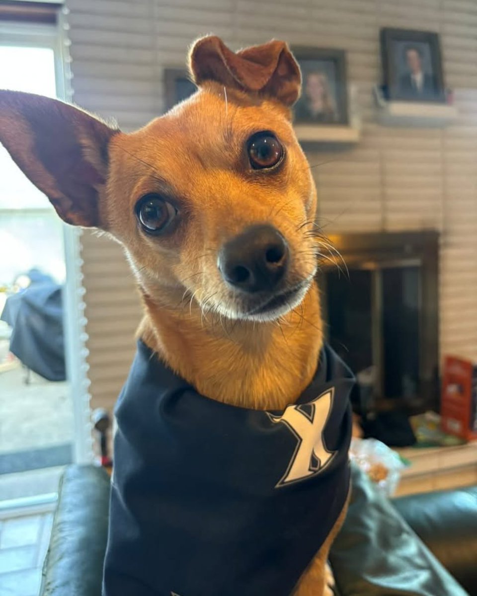 We're All Fur One on National Pet Day!