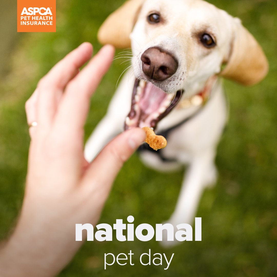 ASPCAPetIns's tweet photo. Give your pet an extra treat from us today—it's #NationalPetDay! 🐾

--- 
The ASPCA® is not an insurer and is not engaged in the business of insurance 

#ASPCAPetInsurance #petparents #petcare #pethealth #pets #PetDay #CelebratePets #pettreats https://t.co/ubJa9C7oEv