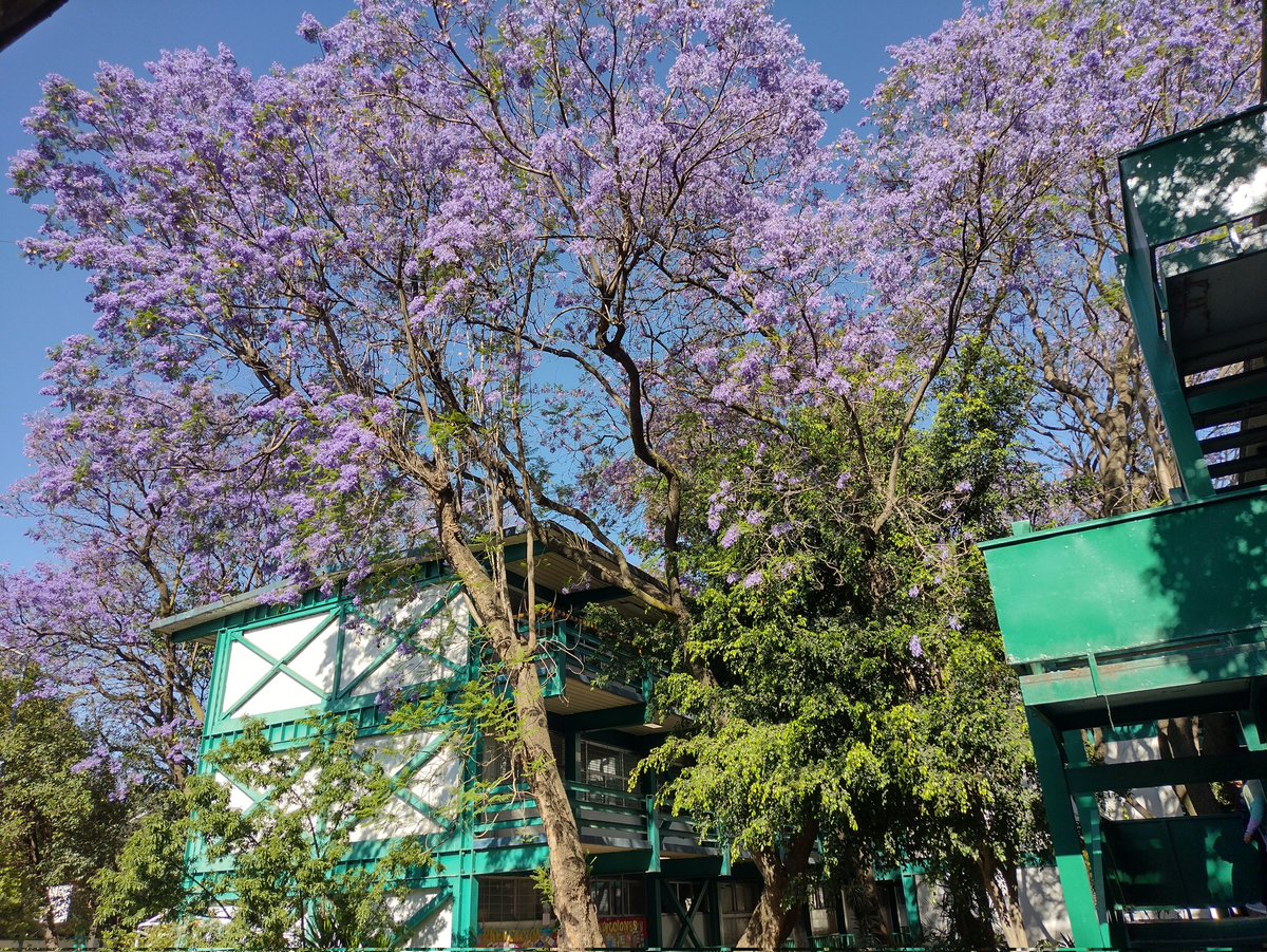BrotsmarkLuis's tweet photo. @Azteca #JacarandaAzteca https://t.co/uMi5pdTKK2