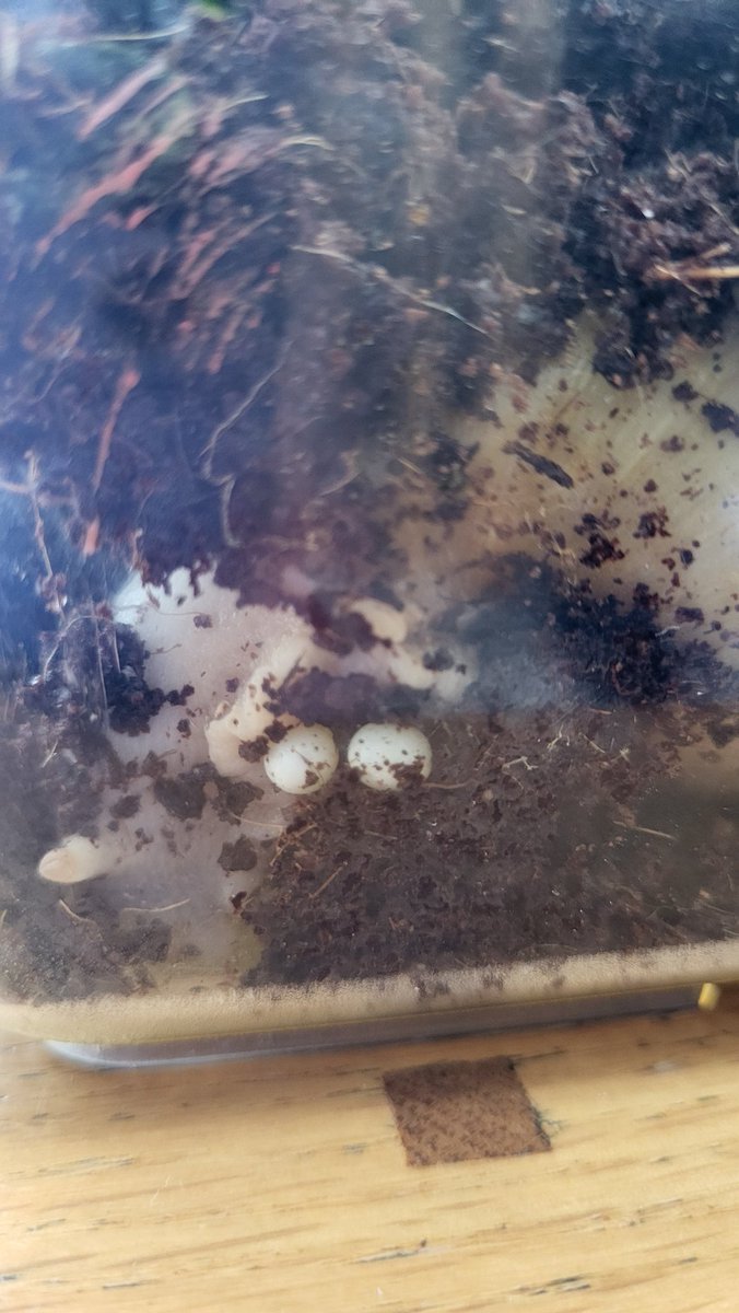 clarebear7878's tweet photo. Only walked in the house &amp; they've already laid 2 eggs!! Snails @l_tabberer @PoppyfieldSch https://t.co/F6G4hp9SkX