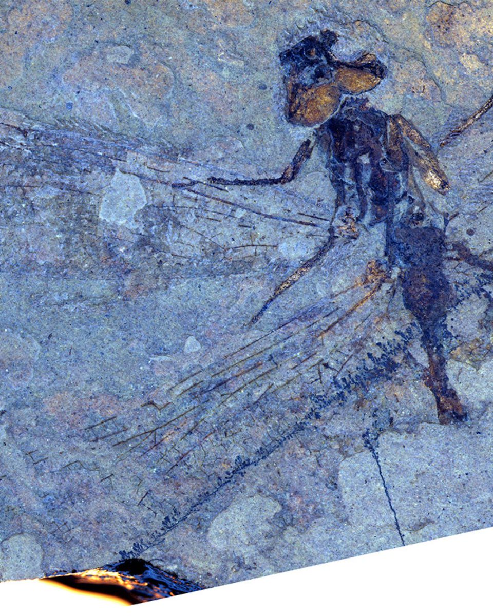 Royal Tyrrell Museum of Palaeontology tweet media