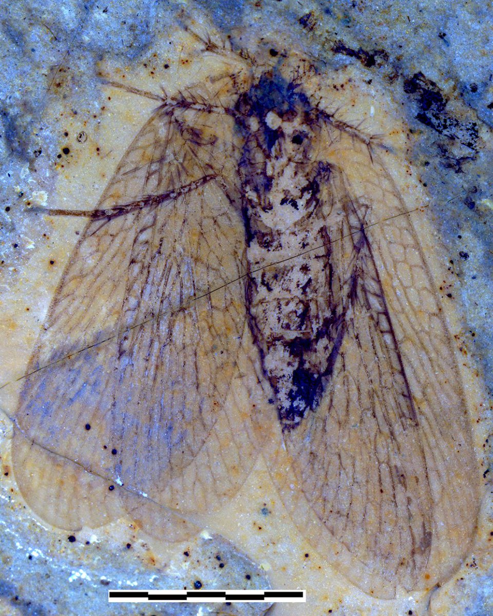 Royal Tyrrell Museum of Palaeontology tweet media