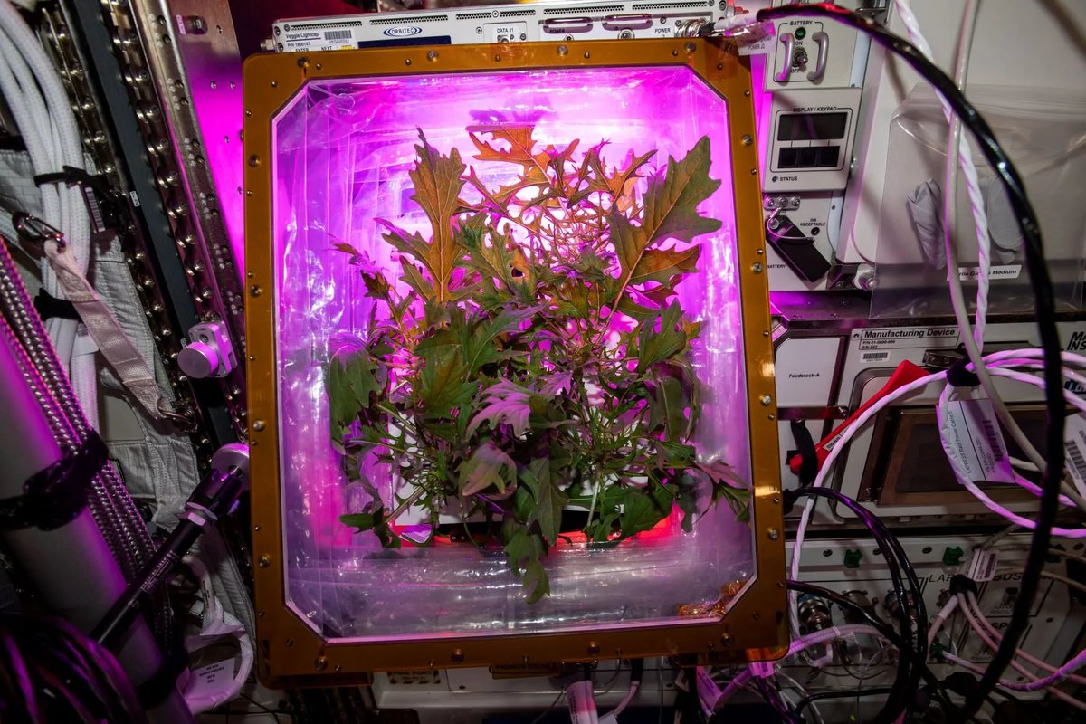i194wisp's tweet photo. I’ve been saying for months that plants are crucial for mental well-being, especially in space. And especially on Mars. It’s time to back it up with some NASA studies. https://t.co/Oe4ook8fFO