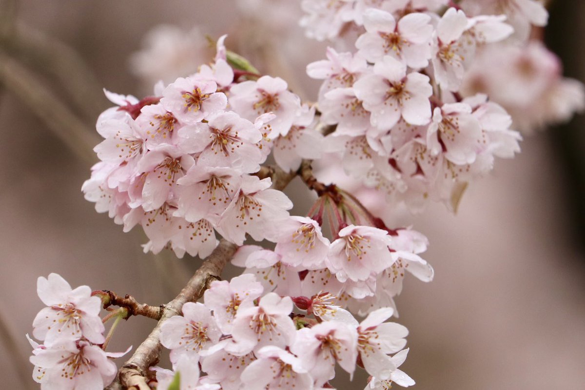 ikiningyo's tweet photo. 今年も八橋の #ウバヒガンザクラ のお花見ができました🌸
#天然記念物
#エドヒガン https://t.co/FOXoAgEkKk