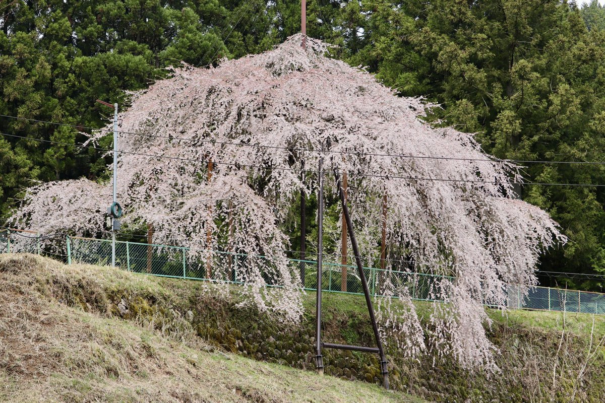 ikiningyo's tweet photo. 今年も八橋の #ウバヒガンザクラ のお花見ができました🌸
#天然記念物
#エドヒガン https://t.co/FOXoAgEkKk