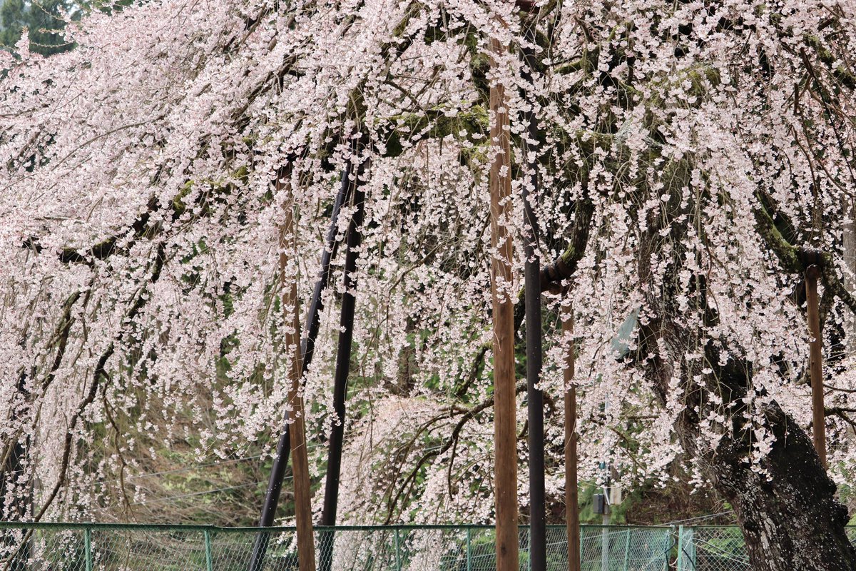 ikiningyo's tweet photo. 今年も八橋の #ウバヒガンザクラ のお花見ができました🌸
#天然記念物
#エドヒガン https://t.co/FOXoAgEkKk
