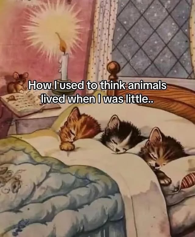 catshealdeprsn's tweet photo. How l used to think animals lived when I was little.. https://t.co/WLYuDXfUUo