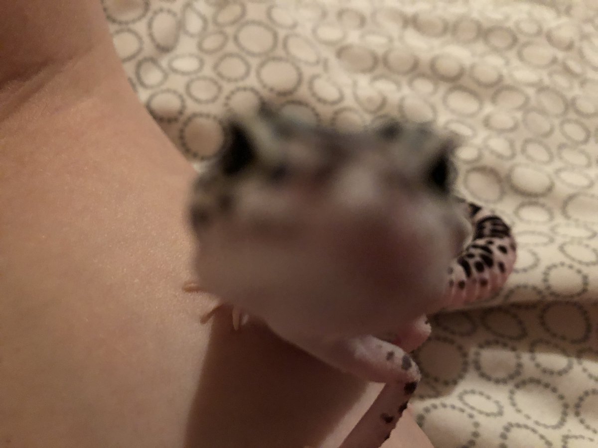 Pakehab's tweet photo. @bonk_inu Im a lizard guy https://t.co/YIElKlme4S