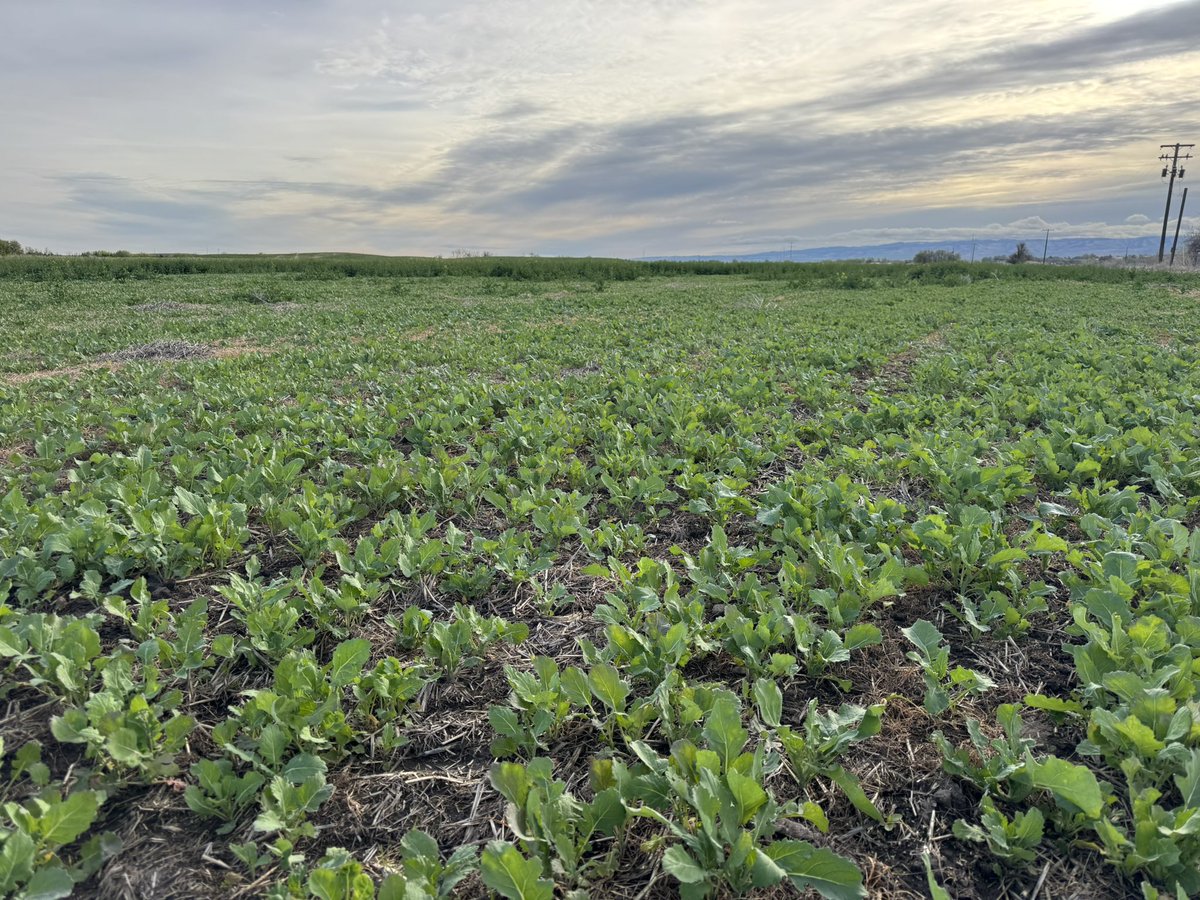 Logan Hoeft tweet media