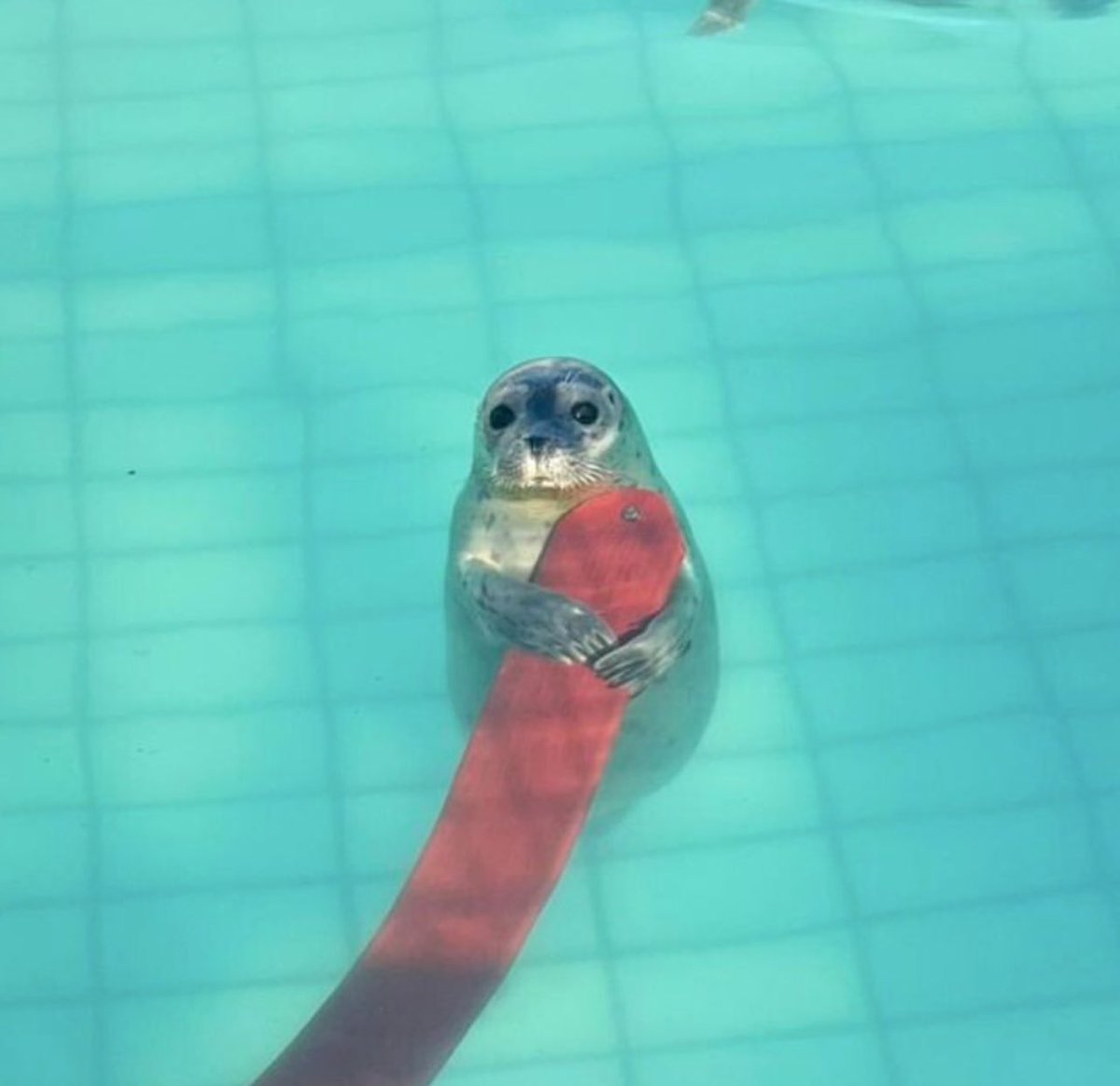 タコのおもちゃをギュッと掴んでるアザラシ可愛すぎるから見て🦭