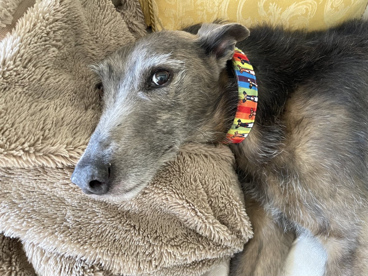 gofund.me/d242efbb

Albert and Missy Please read their heartbreaking story on GFM and if you can please give a small donation to help them go to their new life healthy and happy 🙏🏻🙏🏻🙏🏻🙏🏻🙏🏻
