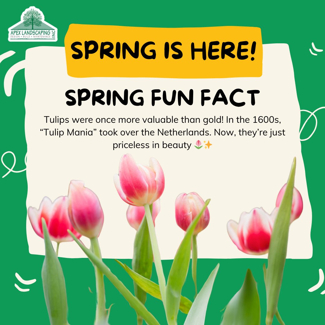 ApexLandscaping's tweet photo. Fun fact: Tulips once cost more than houses in the 1600s! 😲 Today, they’re just the cherry on top of a gorgeous landscape. Plant beauty, not drama. 🌷✨ #TulipTime #SpringLandscaping https://t.co/Qqoh7o8oSs