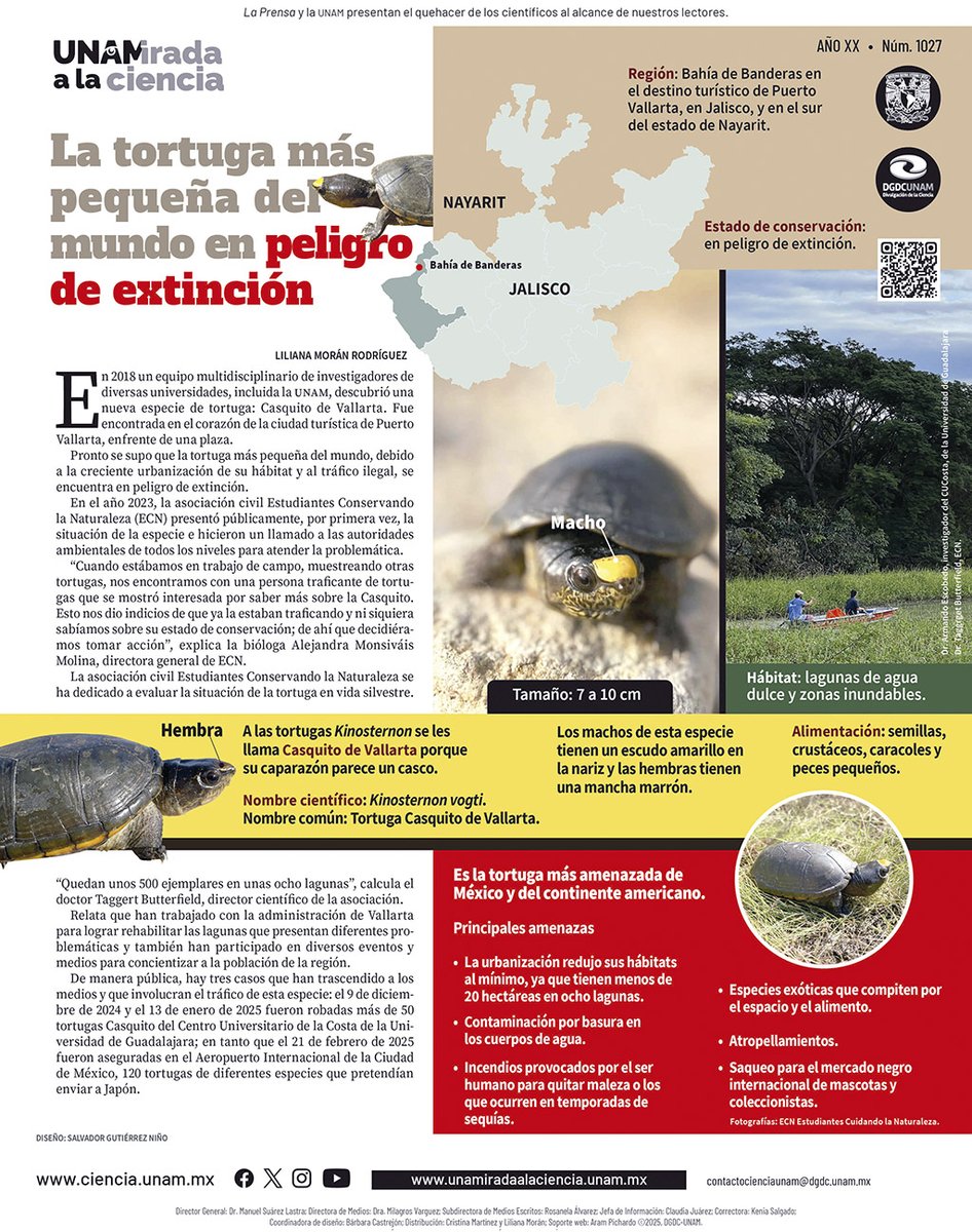 ElfaroUNAM's tweet photo. 🐢 Casquito de Vallarta

vía @Ciencia_UNAM https://t.co/V7D7M5LXsd