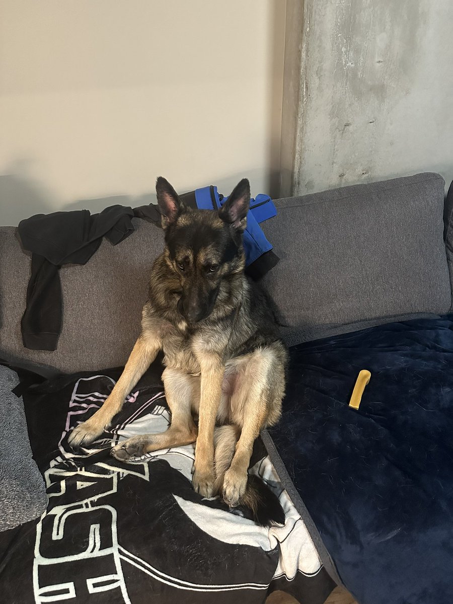 Is it just  me or am I the only one who thinks about what my dog will say about the person I bring home... ?

Asking for a friend