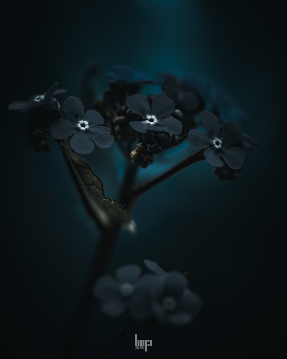 monkbonk's tweet image. Good Night #DarkEdition